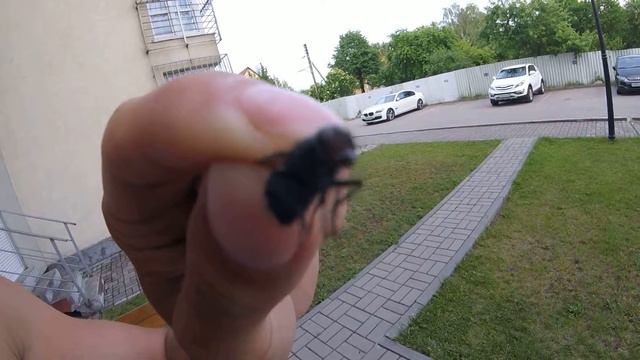 МУХА(Brachycera Orthorrhapha) СПЕЛА ГИМН РОССИИ.FLY SANG the RUSSIAN national ANTHEM смотреть онлайн