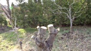 ПОСЛЕДСТВИЯ МАРТОВСКОЙ ОБРЕЗКИ - УМЕНЬШЕННЫЕ КРОНЫ, ДРОВА, ЩЕПОРЕЗ И ВЕТОЧНАЯ МУЛЬЧА.