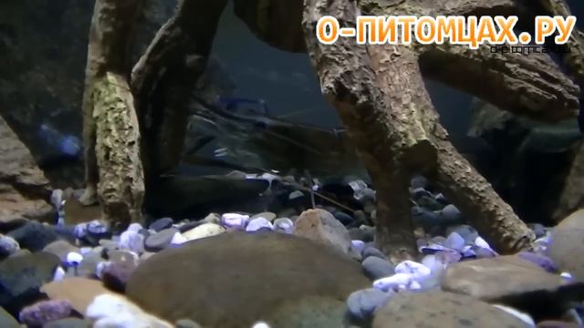 Креветка розенберга (Macrobrachium rosenberghi) - o-pitomcax.ru смотреть онлайн