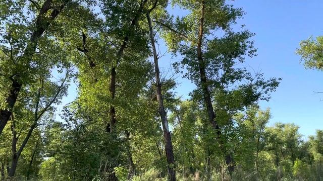 птицы пропели Бензопилу смотреть онлайн