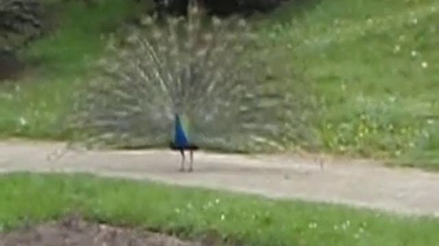 Брачные танцы павлина.AVI смотреть онлайн