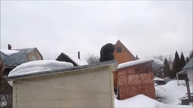 Кошки на даче Весна идет смотреть онлайн