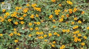 Вертикальное озеленение сада ? Тунбергия крылатая лиана ? Особенности выращивания