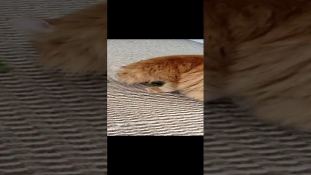 Котику понравился щавель. смотреть онлайн