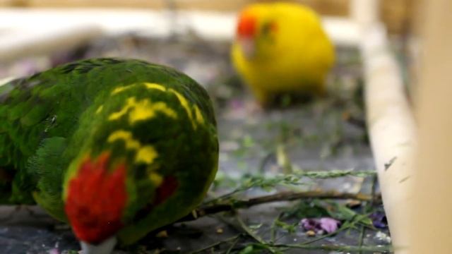 КАРАНТИН | ЧТО? ЗАЧЕМ? КАК? | PetMania смотреть онлайн