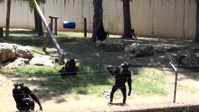 Шимпанзе смотреть онлайн