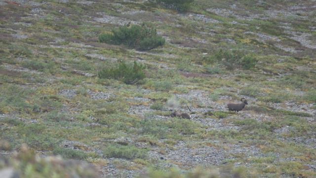 Hunting snow sheep Yakutia смотреть онлайн