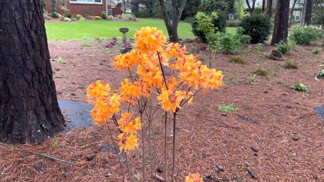 A Saturday Morning NATIVE AZALEA Tour!!! / SOUTHERN GARDENS / ZONE 8b / My Southern Garden смотреть онлайн