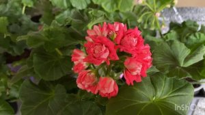 Пеларгонии ТА История любви и Cara Claudia цветение с черенка.