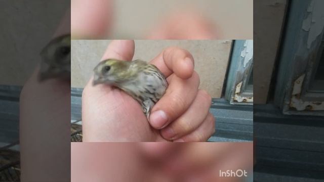 Ловля птиц. Ловля чижей. Чижи. смотреть онлайн