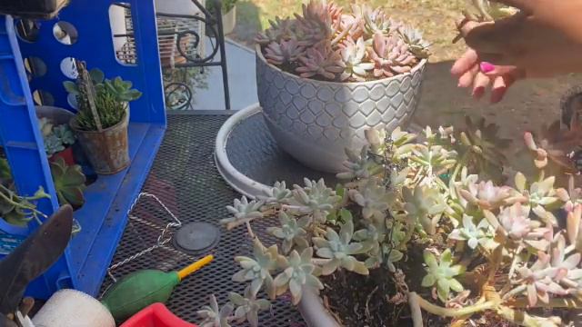 Graptosedum Francesco Baldi | Trasplante