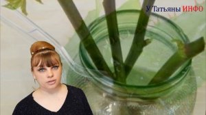 Супер СРЕДСТВО для проращивания РОЗ из ЧЕРЕНКОВ!!!