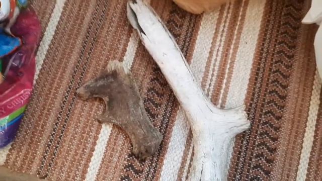 За сколько можно продать рога лося и как их найти. Рассказываю свой опыт смотреть онлайн