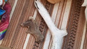 За сколько можно продать рога лося и как их найти. Рассказываю свой опыт