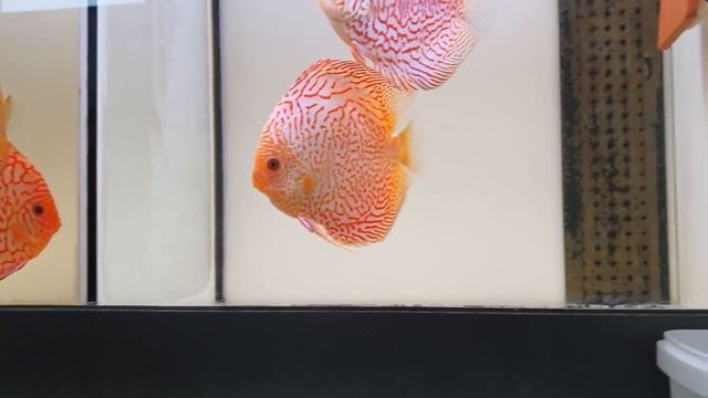 EUROPA DISCUS CENTER. Поездка за красными дискусами. смотреть онлайн