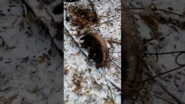 Барсук и КП смотреть онлайн
