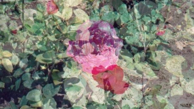 Southern Alberta Flowers