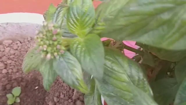 Grow violet ixora/how to grow ixora from cutting/ixora plant care/best method to propagate ixora смотреть онлайн