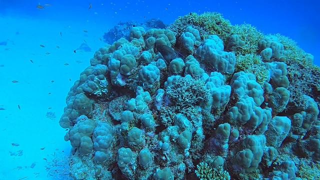Red Sea Corals - Port Ghalib, Egypt