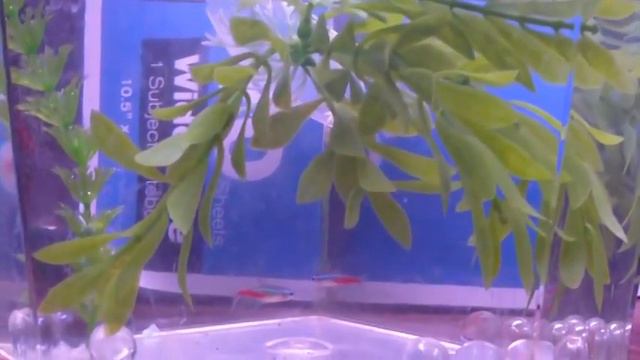 Neon Tetra Fish Spawning