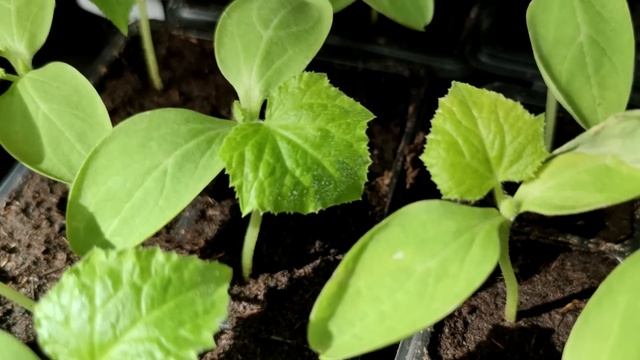 ЗА 3 ДНЯ У РАССАДЫ СТЕБЕЛЬ ТОЛЩЕ МИЗИНЦА! ПОЛЕЙТЕ ЭТИМ РАССАДУ смотреть онлайн