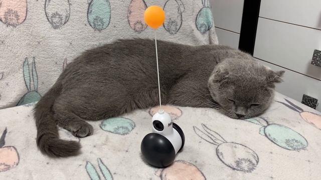 Как кот имя выбирал. Приятно познакомиться Кот Михаил. смотреть онлайн