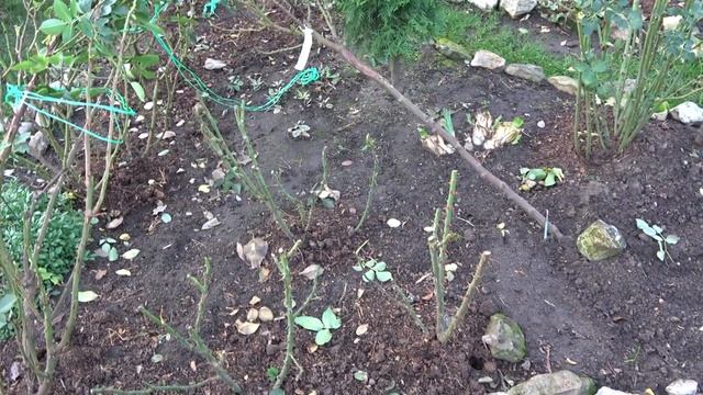 Результаты летней окулировки роз на шиповник. Заканчиваю подготовку роз к укрытию смотреть онлайн