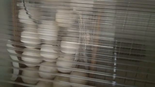 Агидель. /Часть 1/ Благотворительная инкубация утки! смотреть онлайн