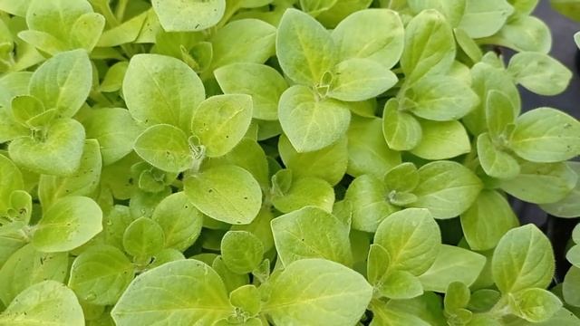 ДО КАКОГО ВРЕМЕНИ МОЖНО ЧЕРЕНКОВАТЬ АМПЕЛЬНУЮ ПЕТУНИЮ? смотреть онлайн