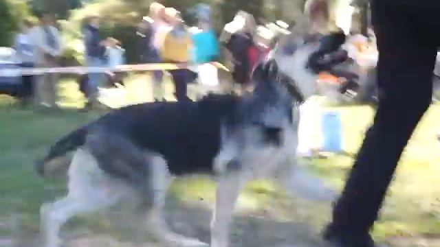 Веолар Ларса (Веолар Ульяна-Веолар Верон) ЛБ