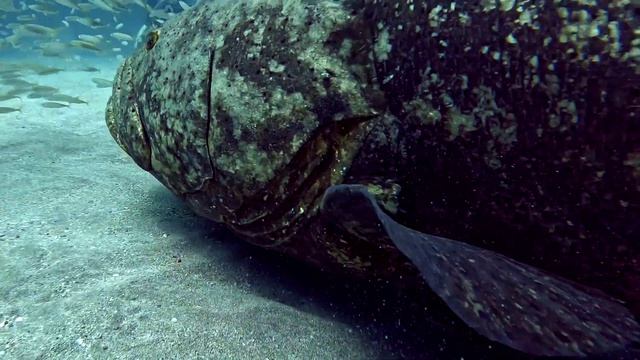 2022 Huge Goliath Grouper 4K смотреть онлайн