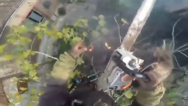 Обрезка пальмы опасная работа смотреть онлайн