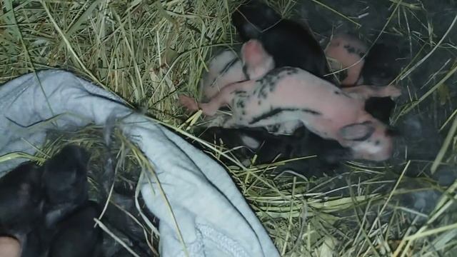 РОДИЛОСЬ ОЧЕНЬ МНОГО КРОЛЬЧАТ !!! смотреть онлайн