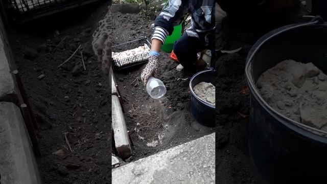 Осенняя посадка тюльпанов. смотреть онлайн