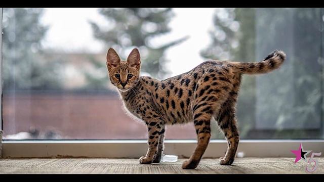 10 Most Expensive Exotic Pets In The World...