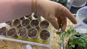 100% укоренение кампанулы #черенкование