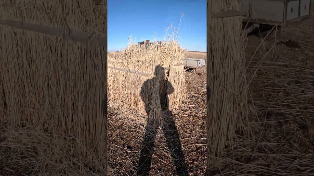 весенняя охота на селезня с подсадной 2024 смотреть онлайн