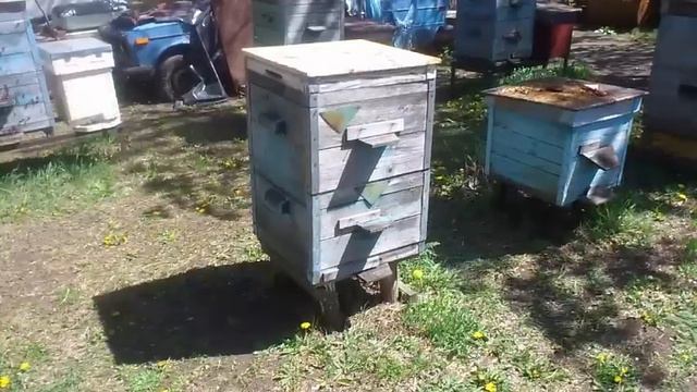 Как запросто спасти ну очень слабую пчелосемью весной смотреть онлайн