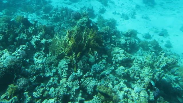 Красоты красного моря 2 смотреть онлайн