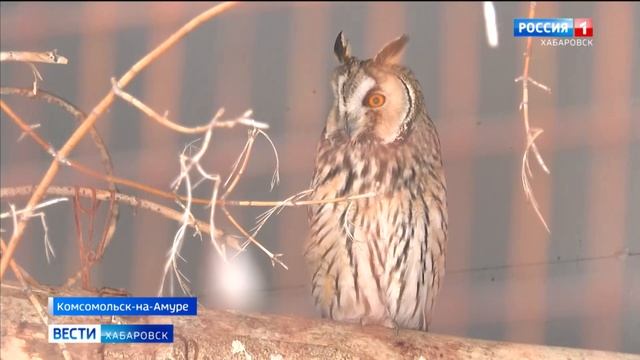 Спасти пернатую: в центре Города юности приземлилась серая цапля смотреть онлайн