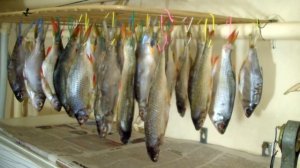 Простая сушилка для рыбы