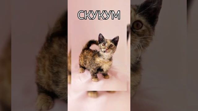 5 ПОРОД КОШЕК С КОРОТКИМИ ЛАПКАМИ смотреть онлайн