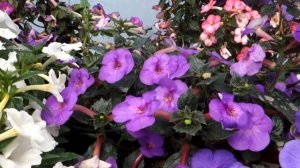 Базовые условия для выращивания красивых ахименесов