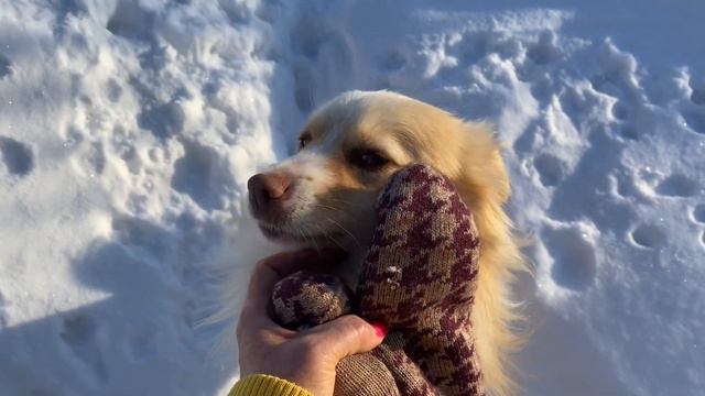 такой кайф 🥰 зимний! Поясните мне мои золотайки ! 9 марта 2023 г. Влог. Адамовка. смотреть онлайн