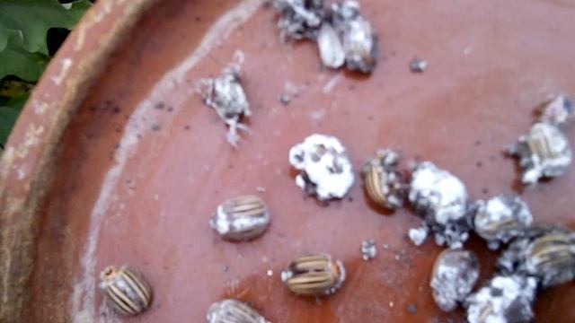 Метаризиум и сенная палочка?, прокачка??. Воспитай убийцу жуков и патогенов. И салицилат меди. смотреть онлайн