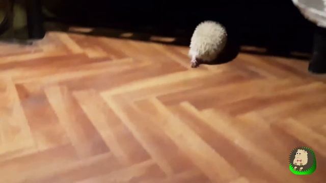 Очень смешные убегающие лапки Веги. Лесной еж, ежи, ежик, еж, альбинос, albino, hedgehog смотреть онлайн