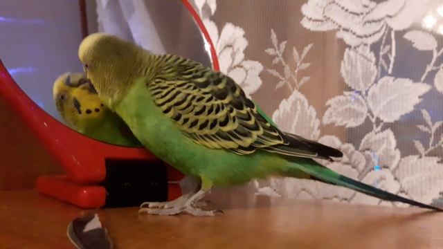 Веселое пение волнистого попугая