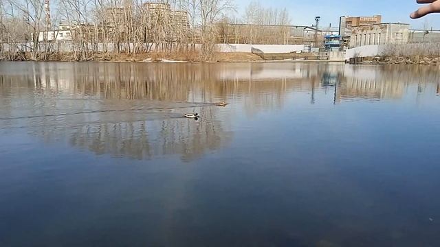 Осмотр пруда на верх Исетском водохранилище (ВИЗ)!!! смотреть онлайн