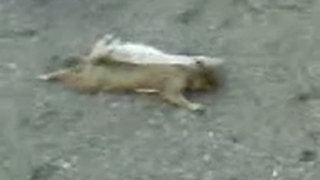 leonidis ran over part 1 смотреть онлайн