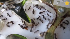 Матка Родилась Наконец. Рабочие Муравьи Родили Матку